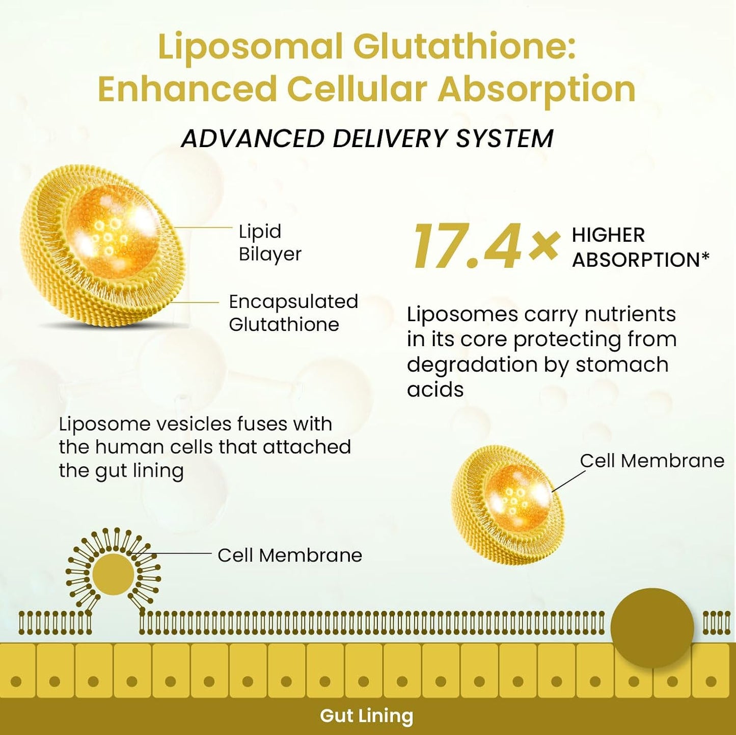 Himalayan Organics Liposomal Glutathione 650 mg+ Advanced Liposomal Formula with N-Acetyl L-Cysteine, Vitamin C & B12 Detox and Skin Glow 30 Veg Capsules