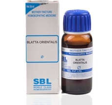 Sbl Blatta Orientalis