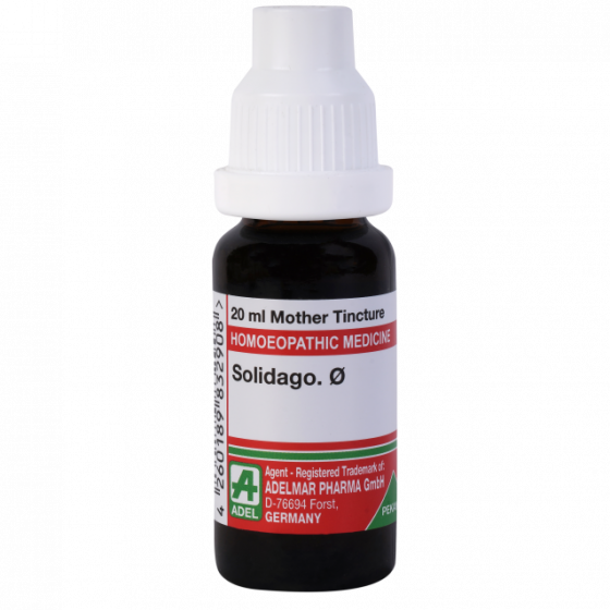 Adel Solidago Q